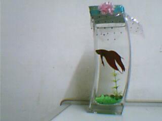 創新綠色生活 生態魚禮品魚與無土栽培水培花卉的完美結合